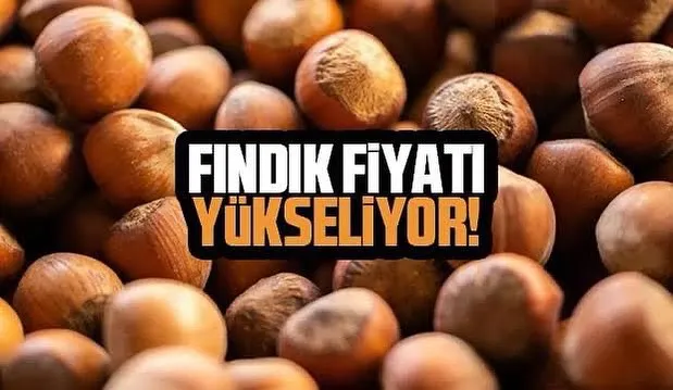 FINDIK FİYATI YÜKSELİYOR!