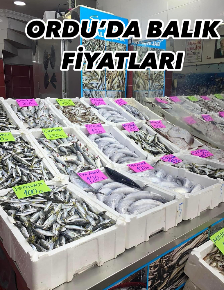 ORDU’DA BUGÜN BALIK FİYATLARI