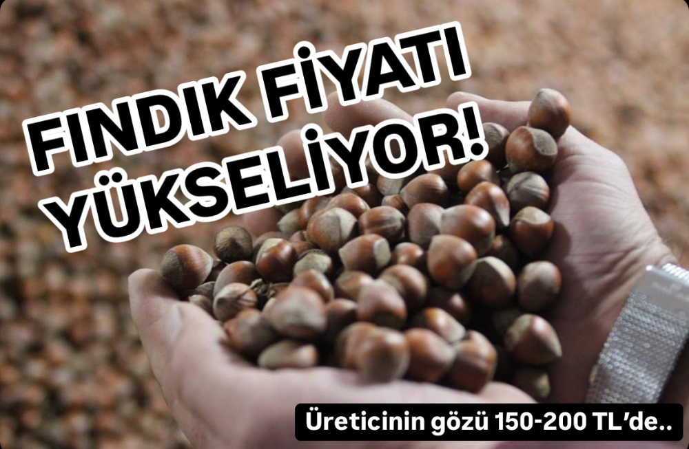 BUGÜN FINDIK NE KADAR OLDU? 