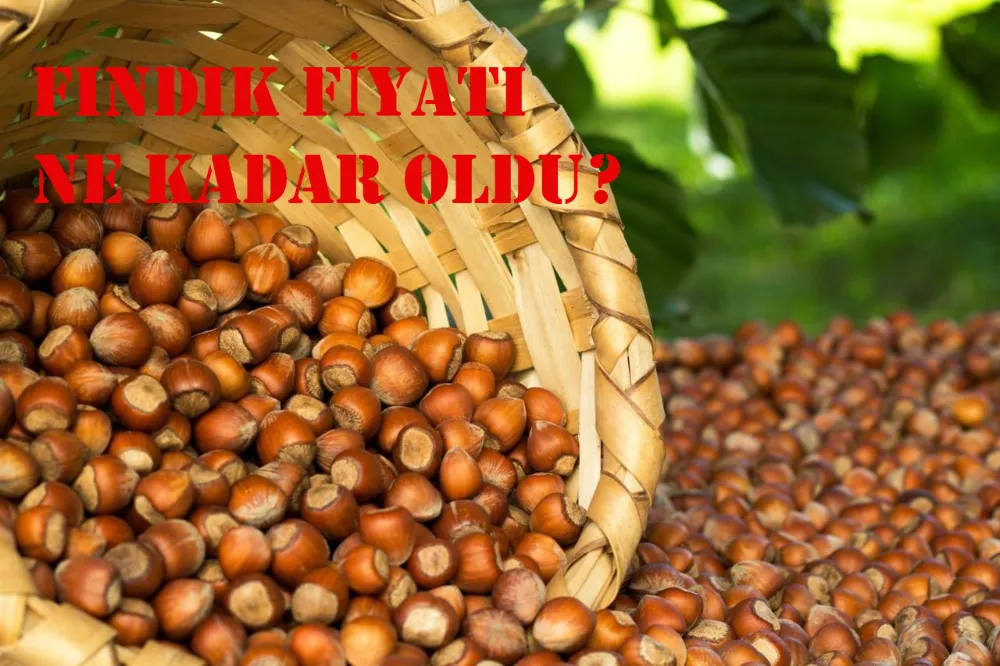 BUGÜN FINFIK NE KADAR? 