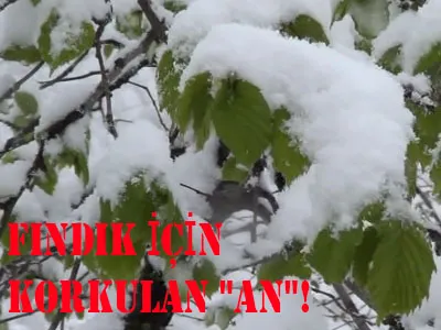 FINDIK İÇİN KORKULAN 