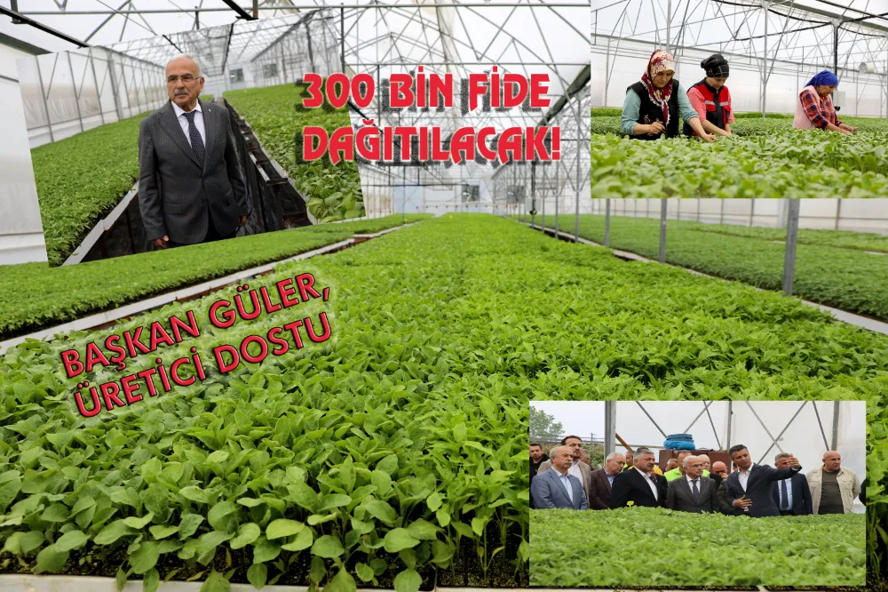 300 BİN FİDE DAĞITILACAK! 