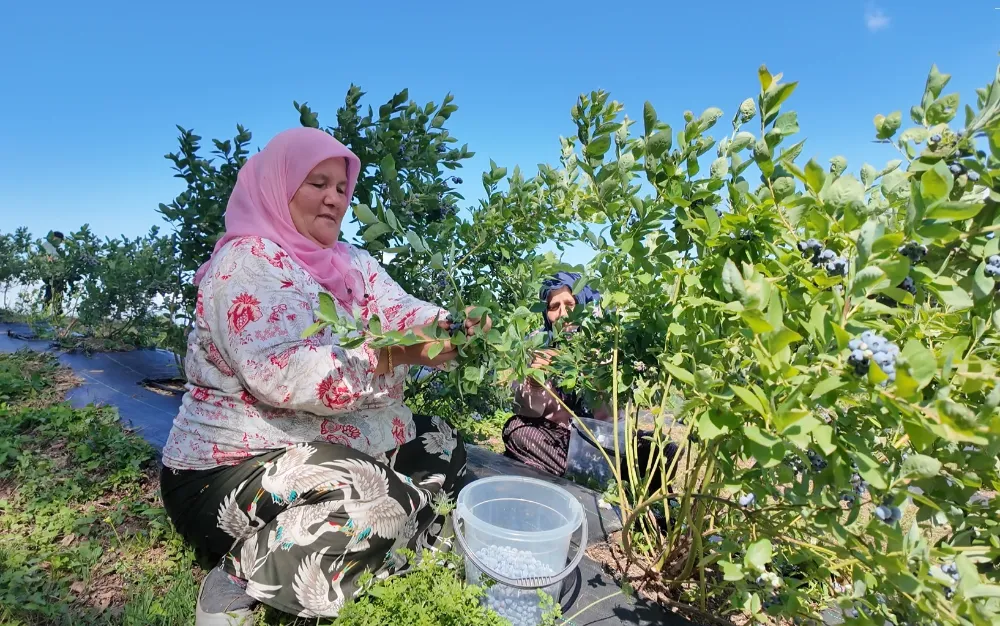 KİLOSU 300-350 TL’DEN ALICI BULUYOR