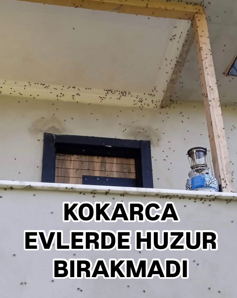 KOKARCA İSTİLASI PANİK YARATTI