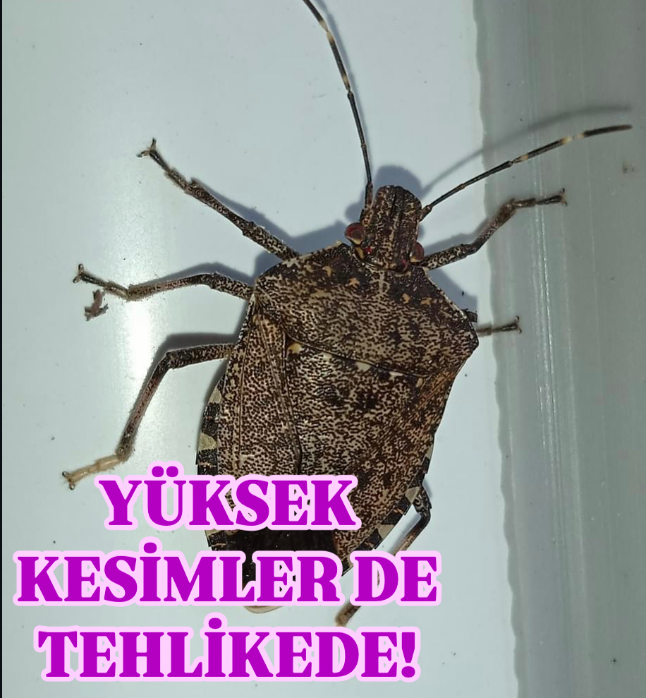 YÜKSEK KESİMLERDE KOKARCA YOĞUNLUĞU 